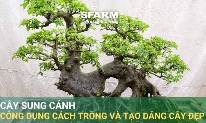 Cây sung cảnh: Công dụng, cách trồng và tạo dáng cây đẹp