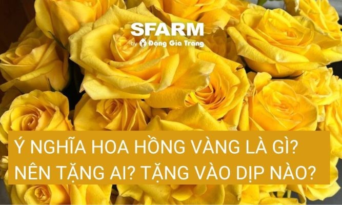 Ý nghĩa hoa hồng vàng là gì? Nên tặng ai? Tặng vào dịp nào?